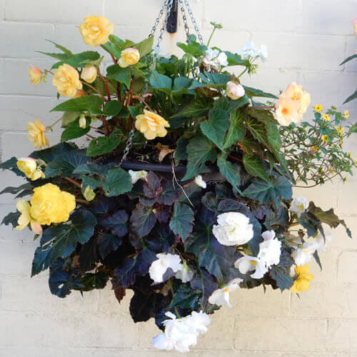 results achievable with the plantopia easy fill hanging basket