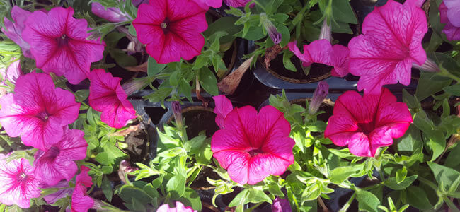 plantopia shelly trays
